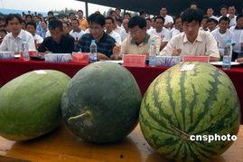 安徽网红地下室吃瓜,安徽“吃瓜”现象背后的故事  第1张