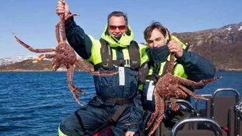 记者爆料帝王蟹事件视频,真相背后令人震惊  第1张